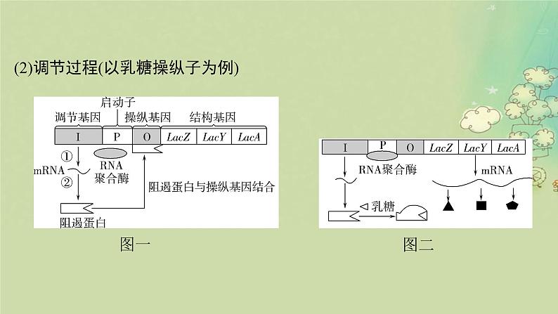 2025届高考生物二轮专题复习与测试板块四遗传学与进化论命题最前沿八基因表达的调控操纵子RNAi分子伴侣等课件第3页