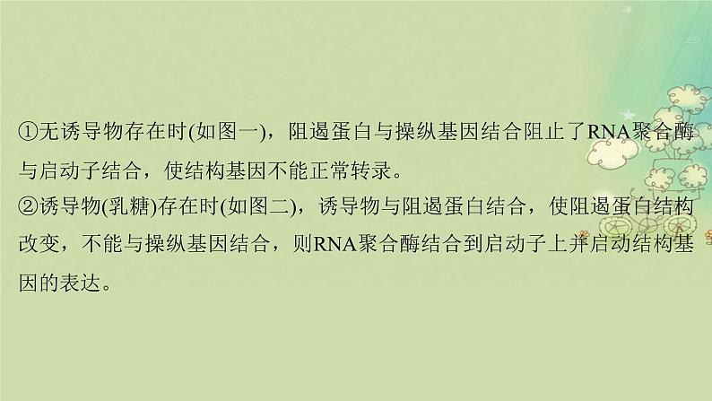 2025届高考生物二轮专题复习与测试板块四遗传学与进化论命题最前沿八基因表达的调控操纵子RNAi分子伴侣等课件第4页