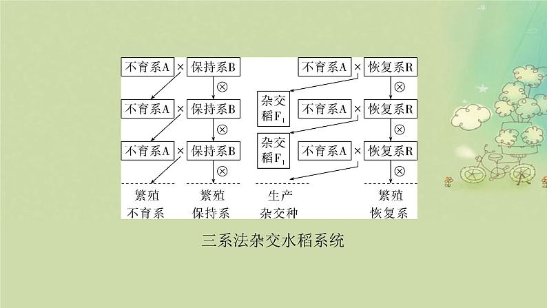 2025届高考生物二轮专题复习与测试板块四遗传学与进化论命题最前沿十雄性不育及三系法杂交水稻课件第3页