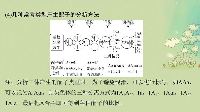 2025届高考生物二轮专题复习与测试板块四遗传学与进化论专题十变异和进化课件第8页