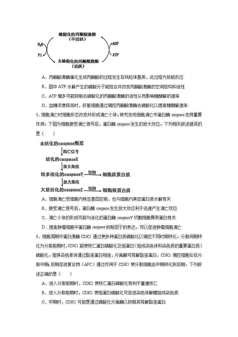 2025届安徽省淮北市和淮南市高三第一次质量检测生物试题第2页