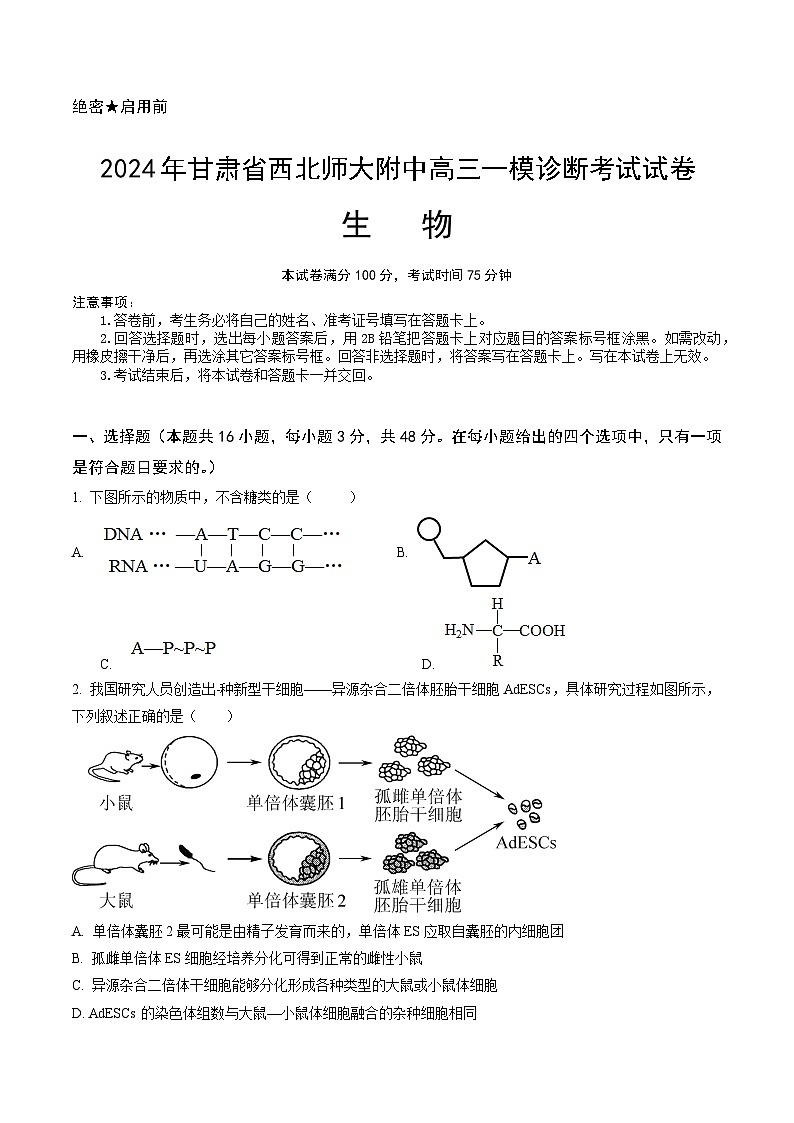 甘肃省西北师范大学附属中学2025届高三上学期高考一模诊断考试生物+答案第1页
