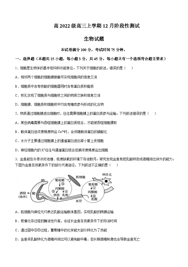 四川省成都市树德中学2024-2025学年高三上学期12月阶段性测试生物试卷含答案第1页