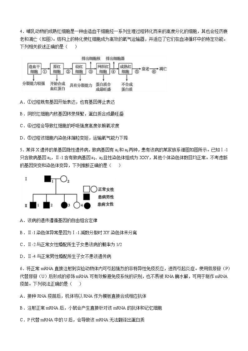 四川省成都市树德中学2024-2025学年高三上学期12月阶段性测试生物试卷含答案第2页