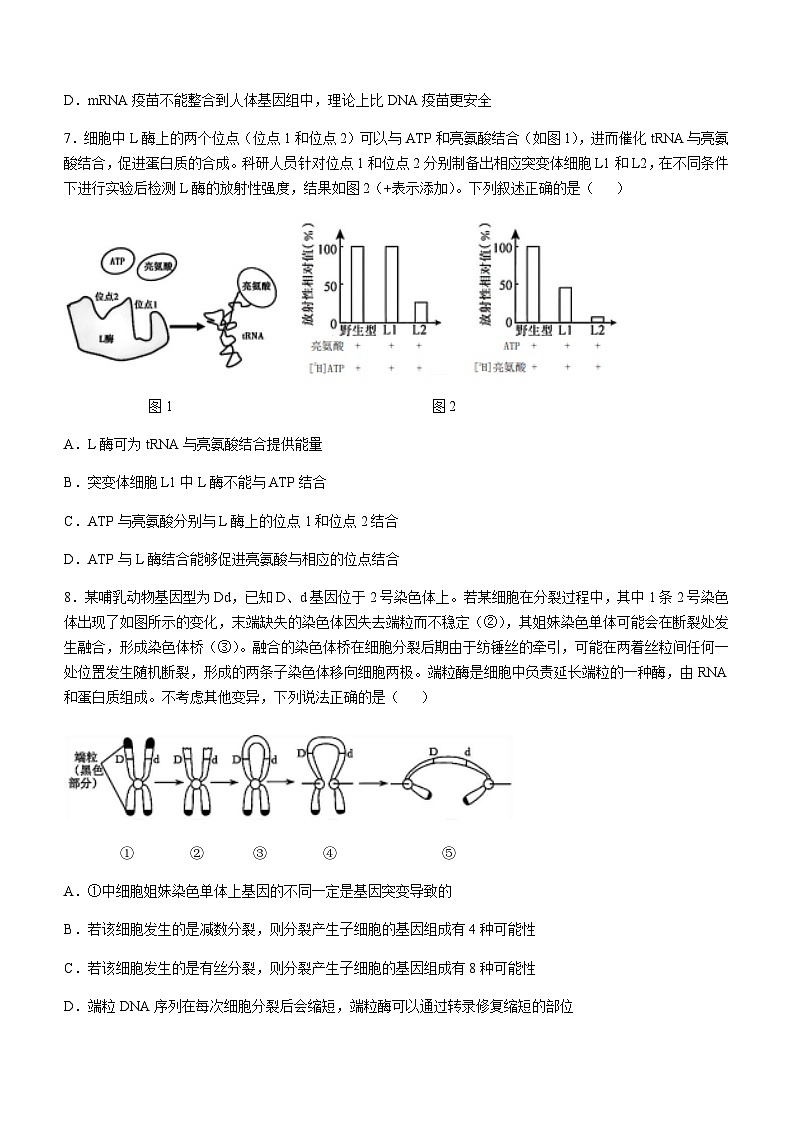四川省成都市树德中学2024-2025学年高三上学期12月阶段性测试生物试卷含答案第3页