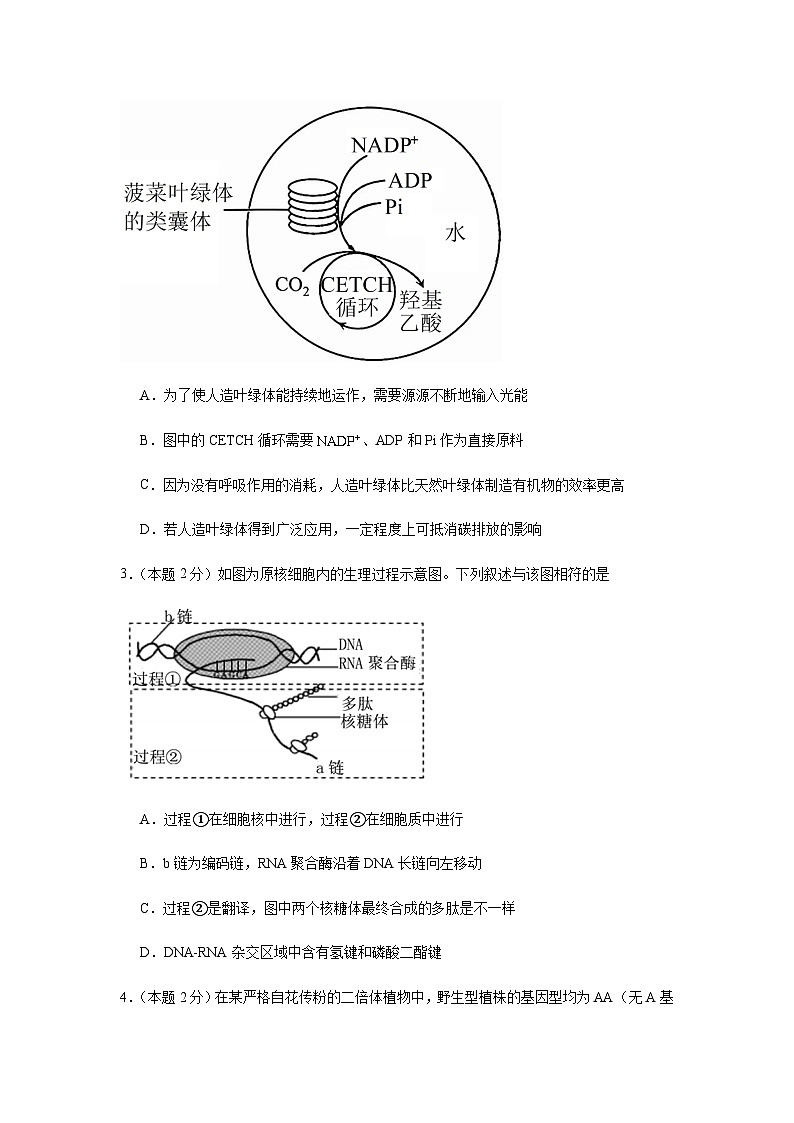 福建师范大学附属中学2024-2025学年高三上学期12月模拟考试生物试卷含答案第2页