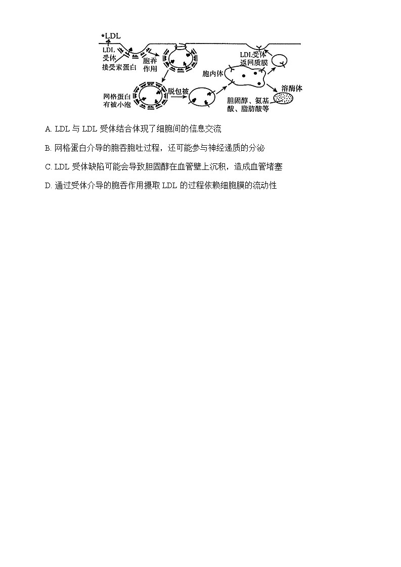 重庆市西南大学附属中学2024~2025学年高三上学期12月一诊模拟考试生物试卷含答案第2页