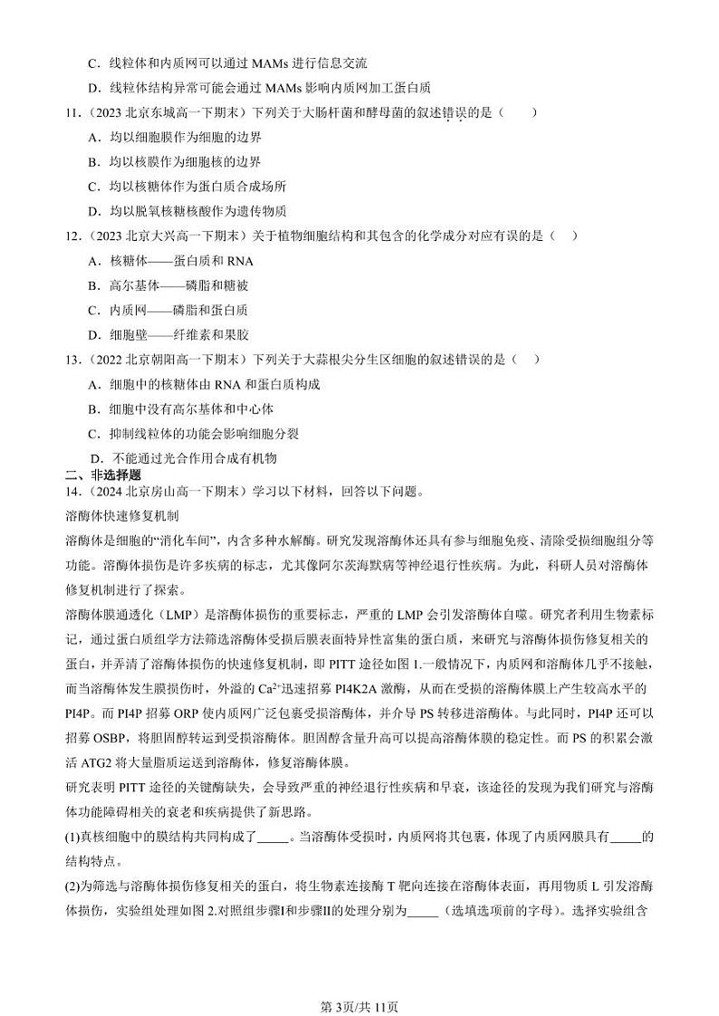 2022-2024北京重点校高一（下）期末真题生物汇编：细胞器之间的分工合作第3页
