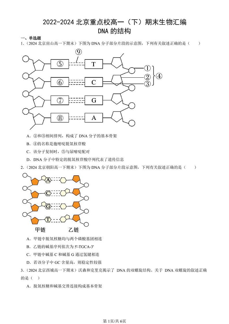 2022-2024北京重点校高一（下）期末真题生物汇编：DNA的结构第1页