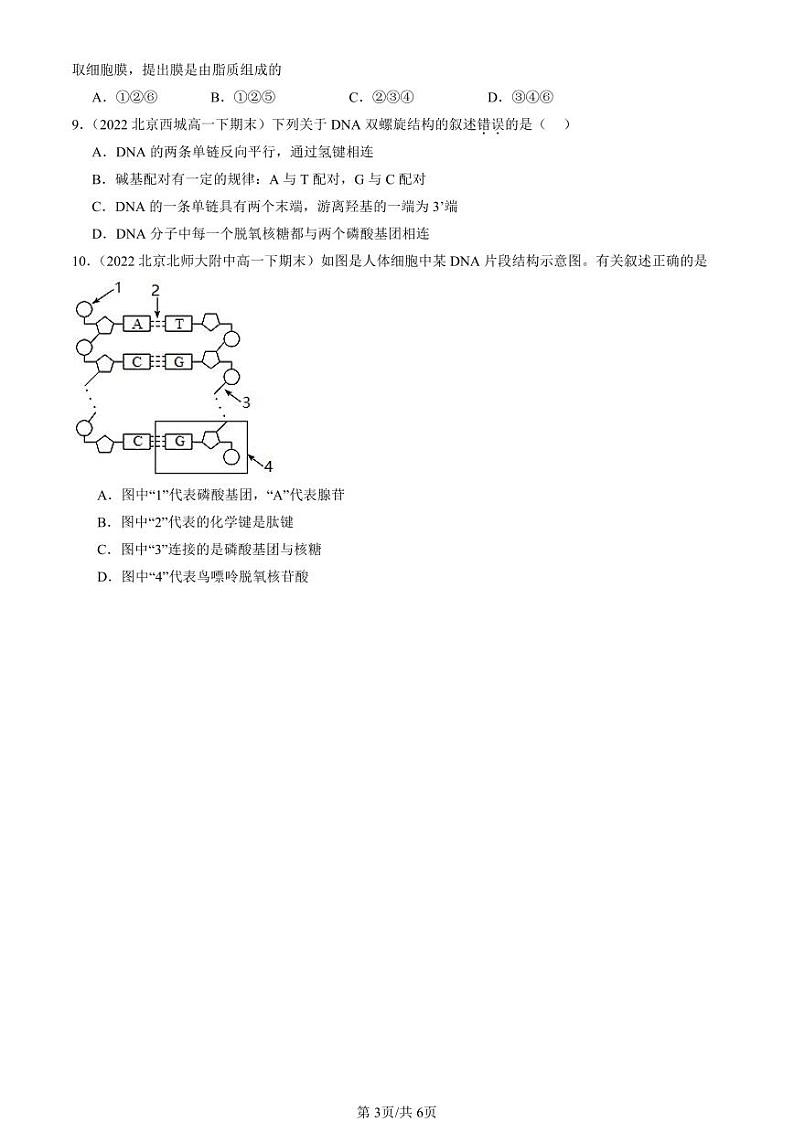 2022-2024北京重点校高一（下）期末真题生物汇编：DNA的结构第3页