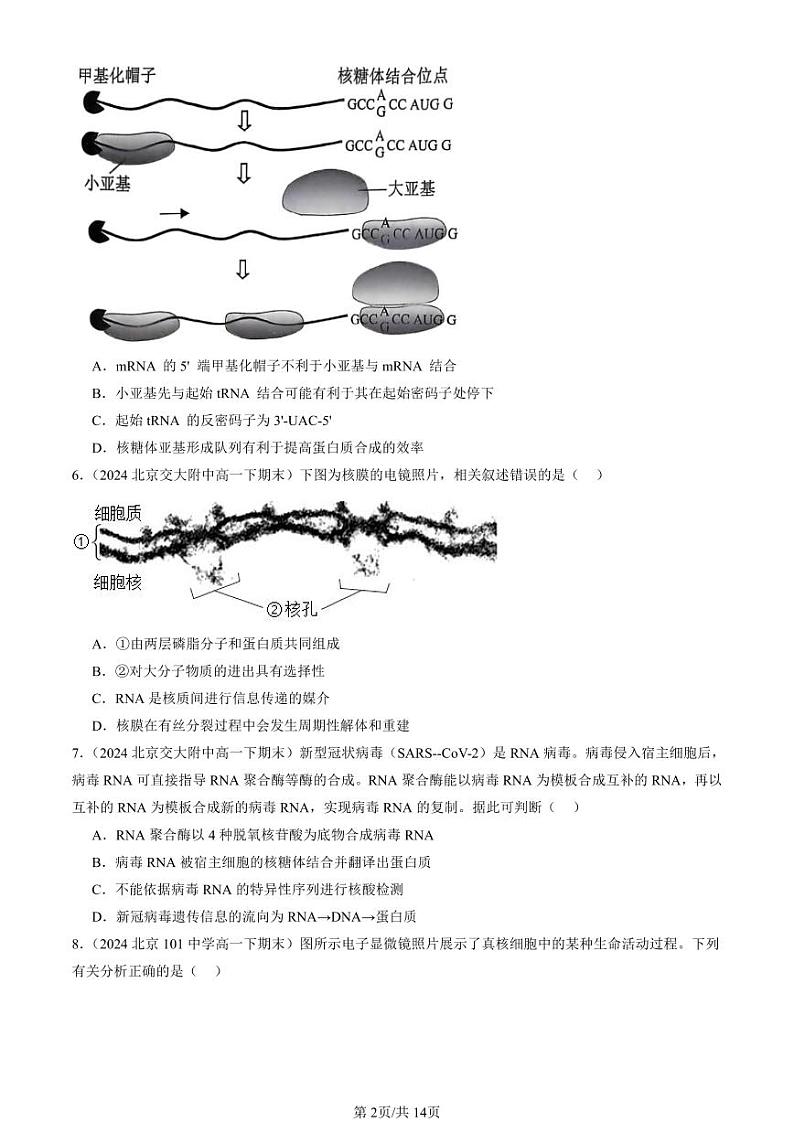 2024北京重点校高一（下）期末真题生物汇编：基因指导蛋白质的合成第2页