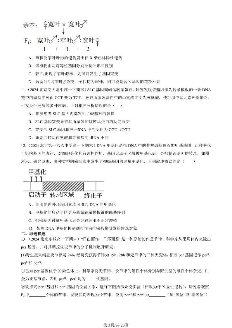 2024北京重点校高一（下）期末真题生物汇编：基因突变和基因重组第3页