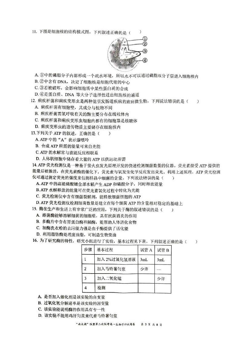 浙江省“南太湖”联盟2024-2025学年高一上学期12月第二次联考生物试题（PDF版附答案）第3页