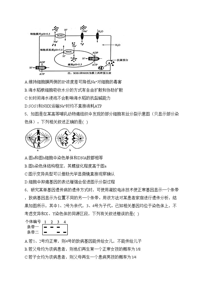 安徽师范大学附属中学2025届高三二模生物试卷(含答案)第2页