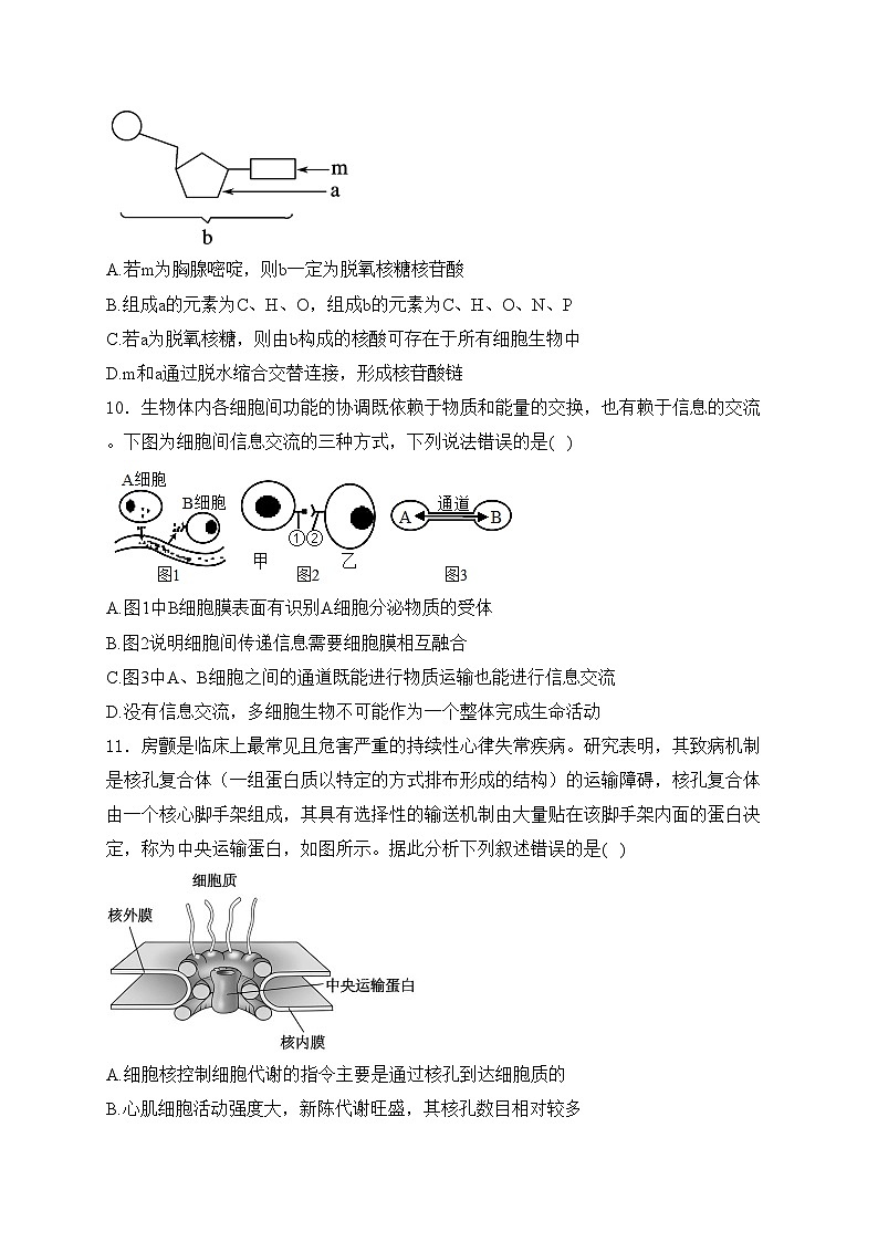 长春市第八中学2024-2025学年高一上学期期末考试生物试卷(含答案)第3页
