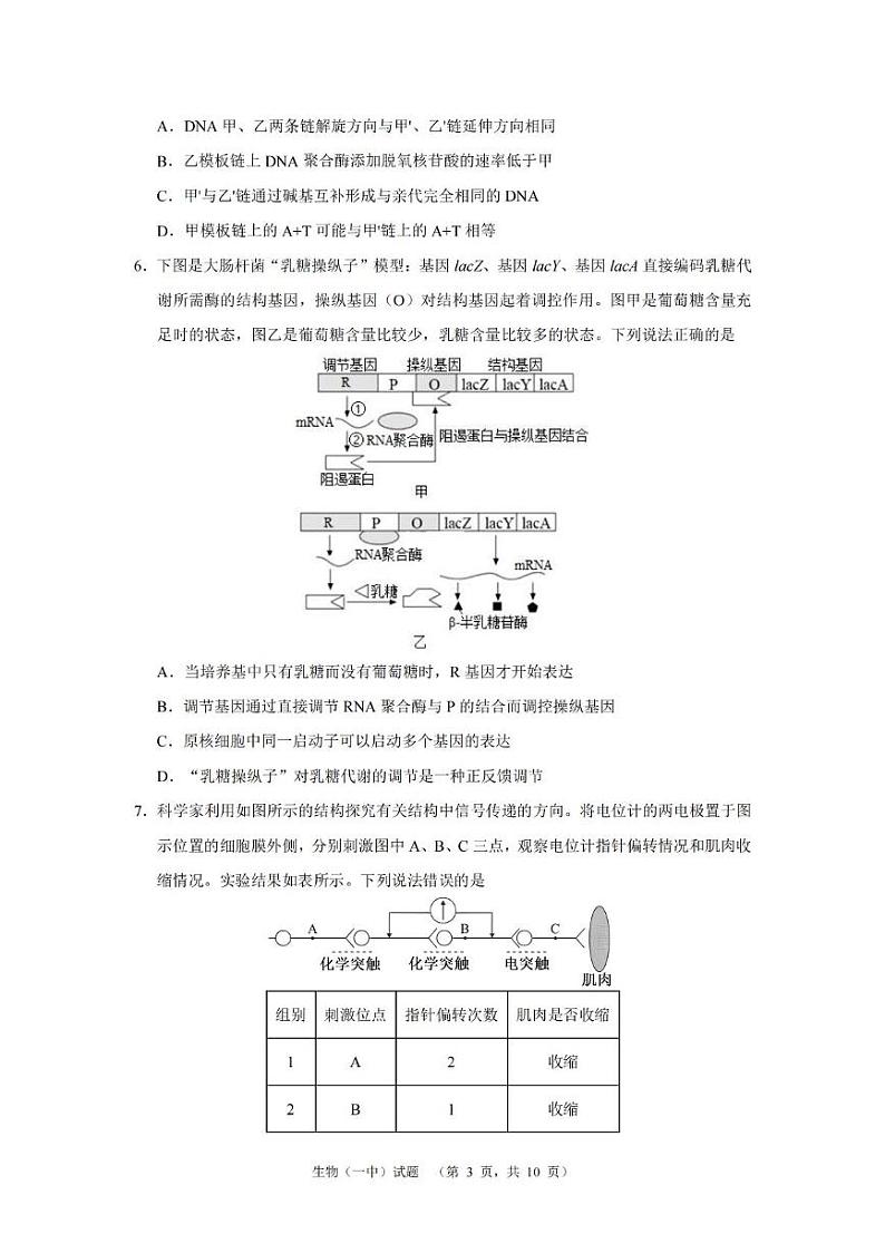 湖南省长沙市第一中学2025届高三上学期12月阶段性检测（五）-生物试题+答案第3页