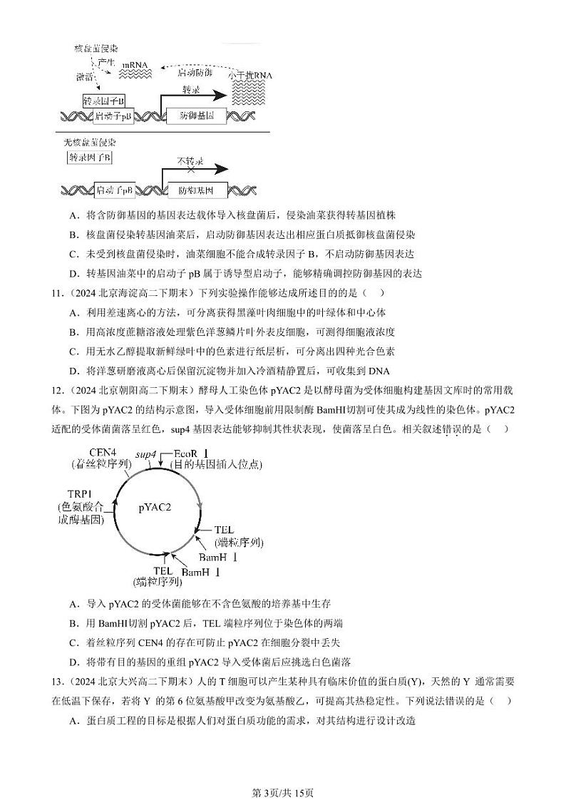 2024北京重点校高二（下）期末真题生物汇编：基因工程章节综合（选择题）第3页
