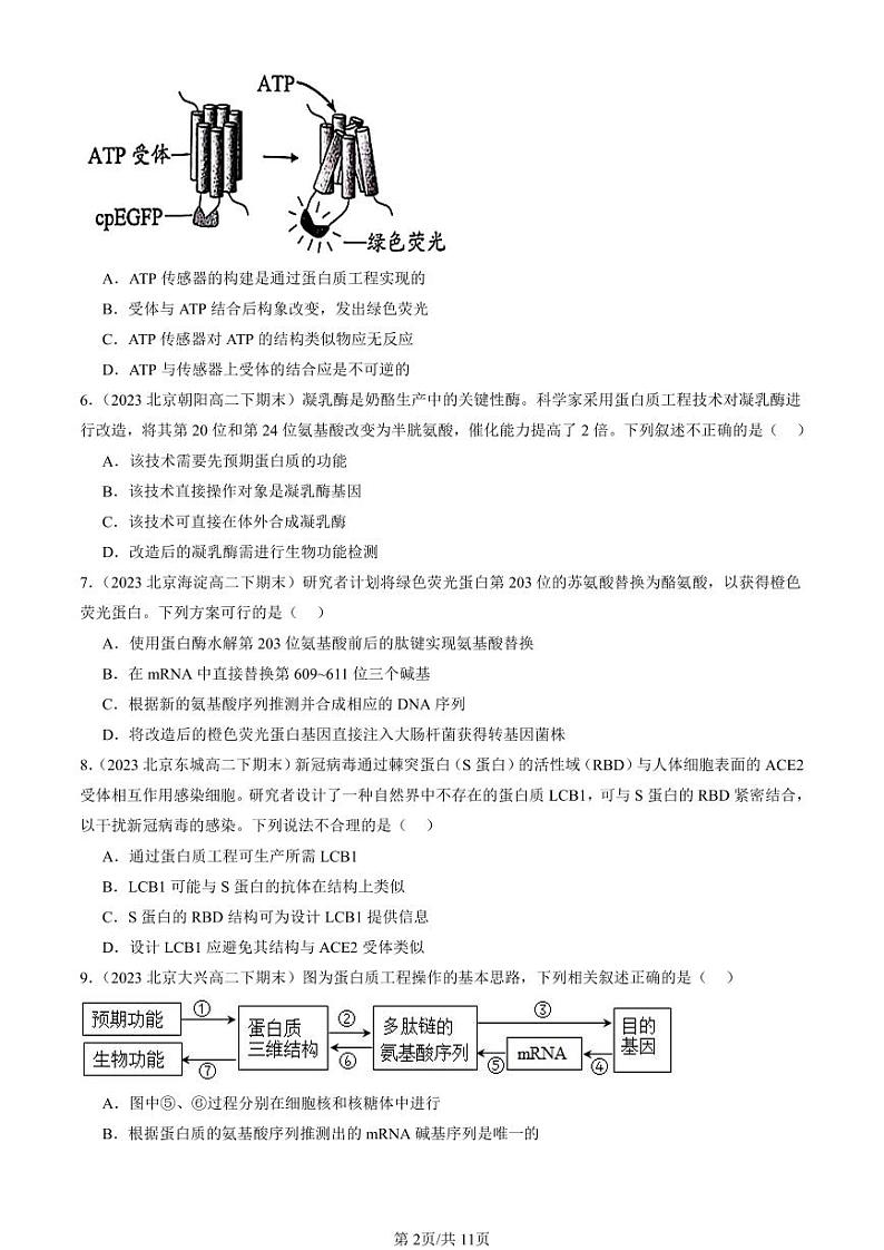 2022-2024北京重点校高二（下）期末真题生物汇编：蛋白质工程的原理和应用第2页