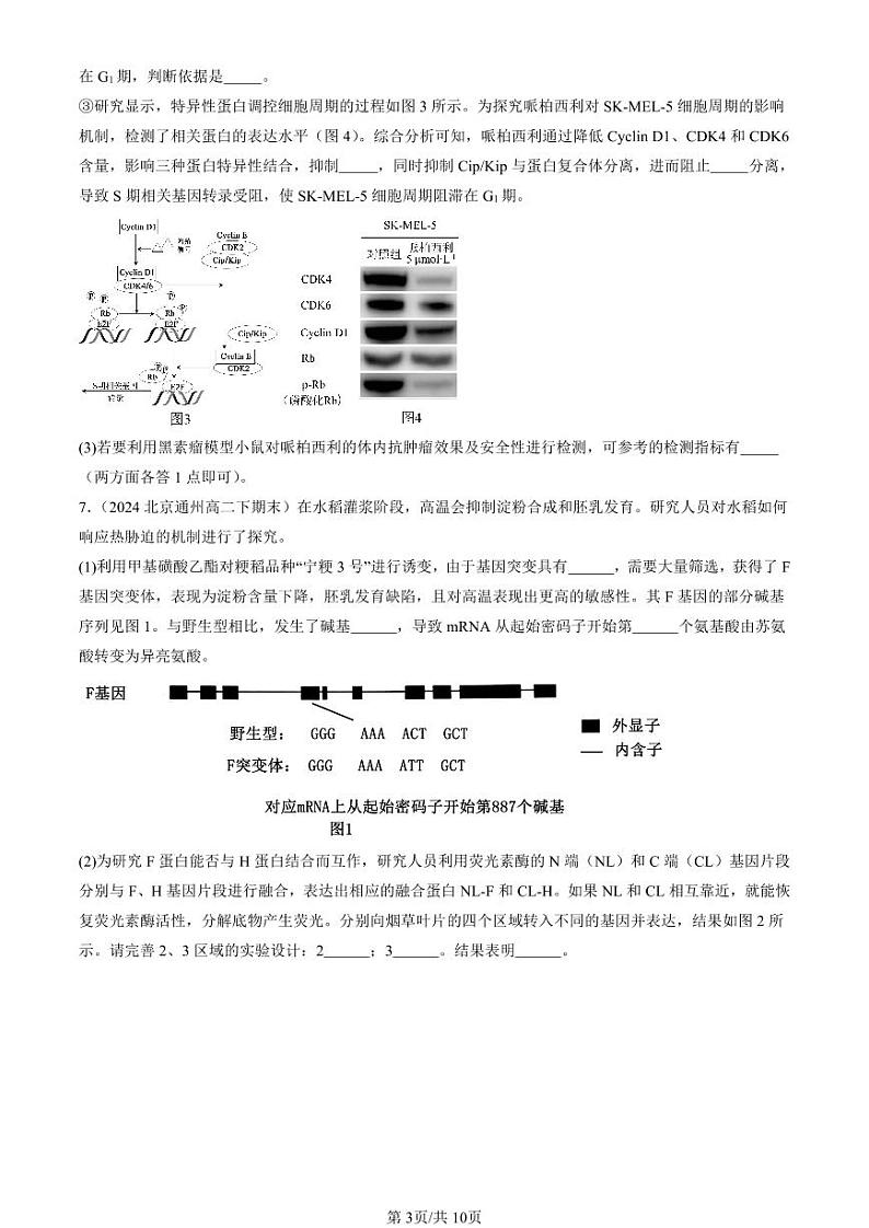 2022-2024北京重点校高二（下）期末真题生物汇编：基因突变及其它变异章节综合第3页
