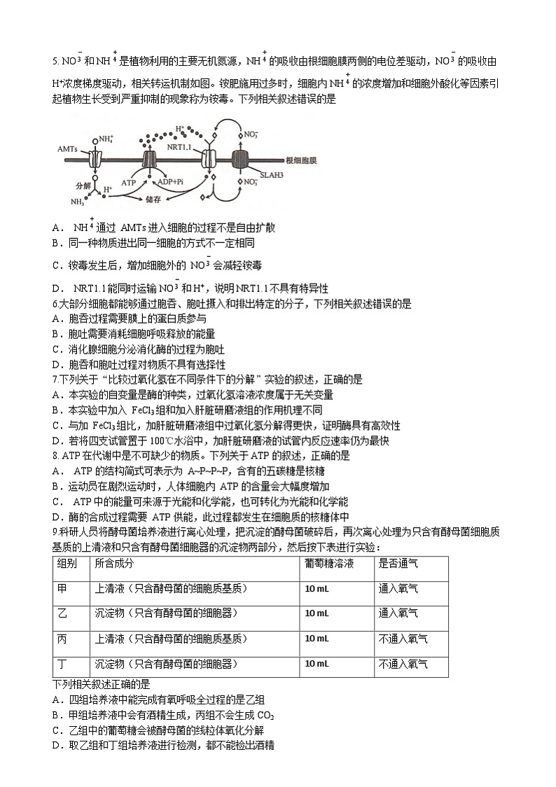 湖南省名校大联考2024-2025学年高一上学期1月期末考试生物试题（Word版附答案）第2页
