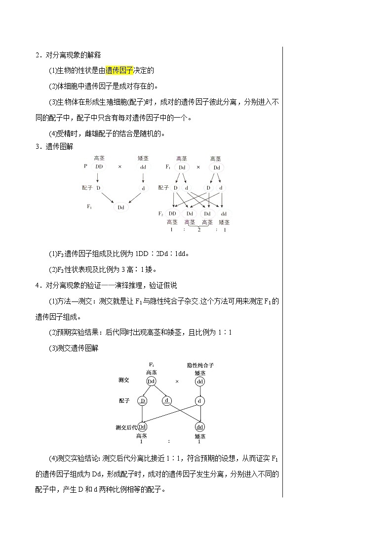 专题11 基因分离定律（讲练）--2025年高考生物一轮复习知识点第3页