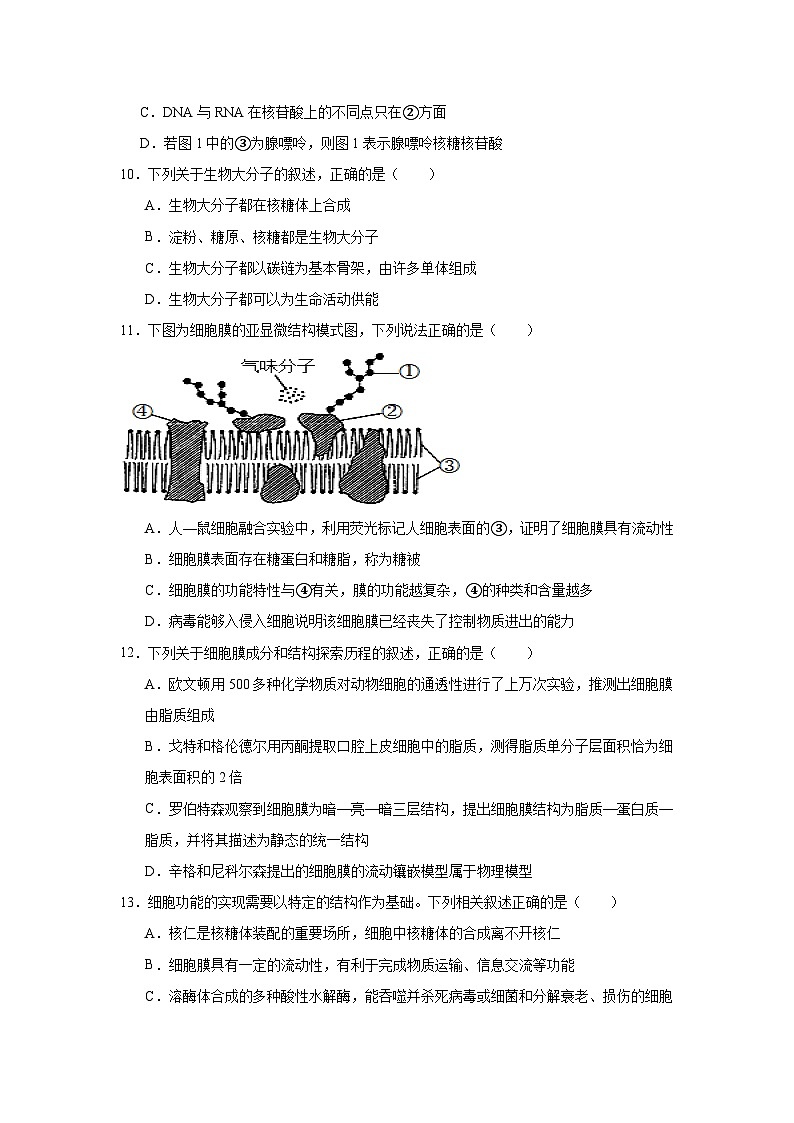 2025届八省适应性联考高三模拟演练考试生物试卷第3页