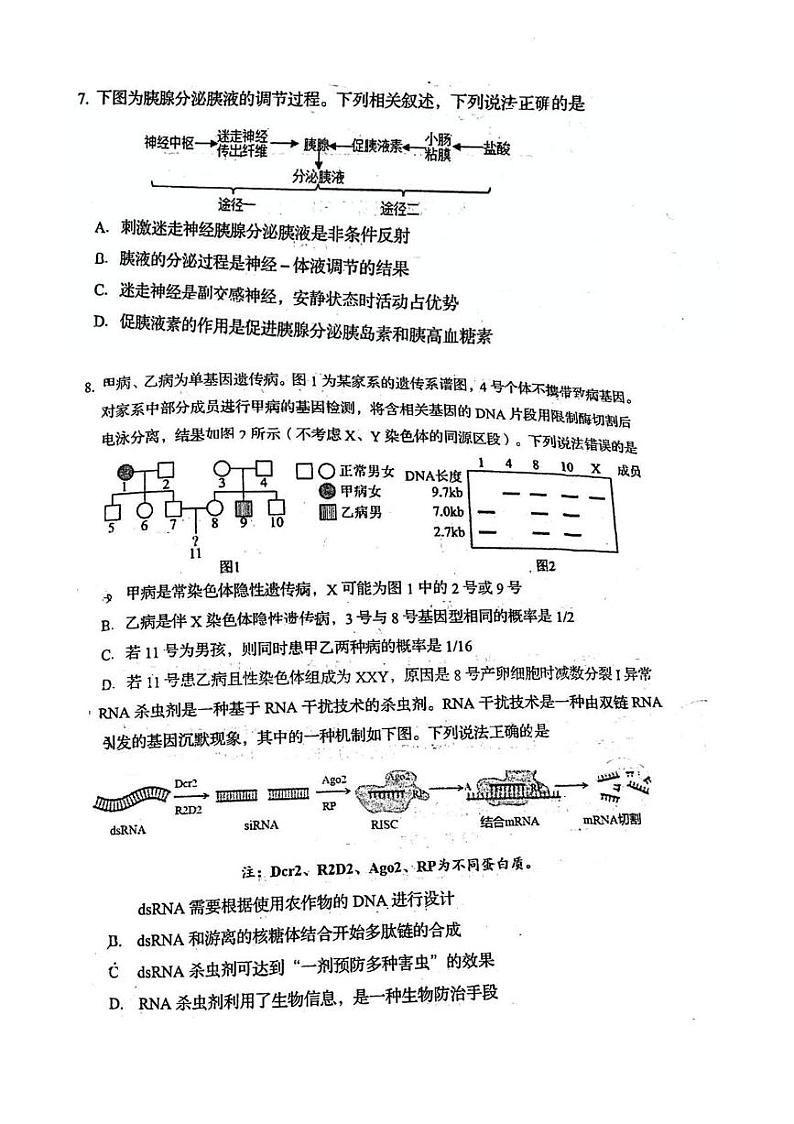 山东省青岛第五十八中学2024—2025学年高三上学期期末考试生物试题第3页