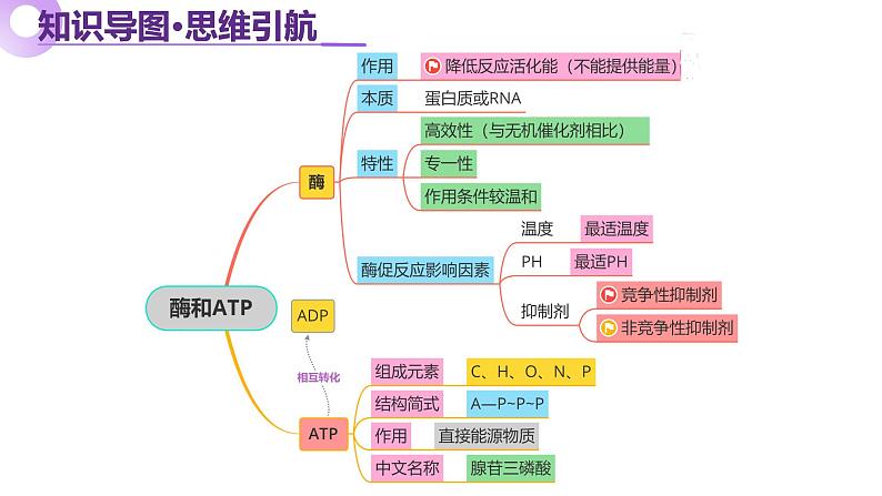 第03讲 ATP和酶（课件）-2025年高考生物二轮复习（新高考通用）第5页