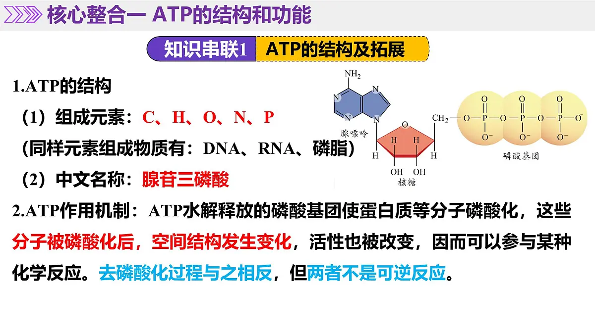 第03讲 ATP和酶(课件)-2025年高考生物二轮复习(新高考通用)-课件下载-教习网