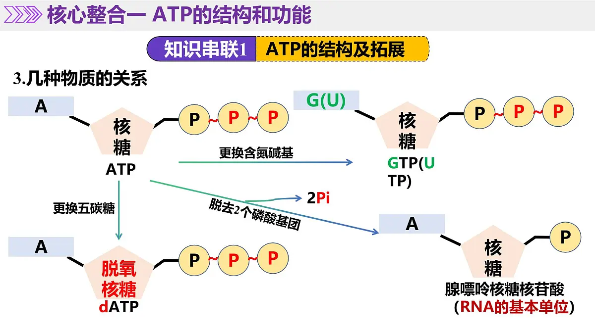 第03讲 ATP和酶(课件)-2025年高考生物二轮复习(新高考通用)-课件下载-教习网
