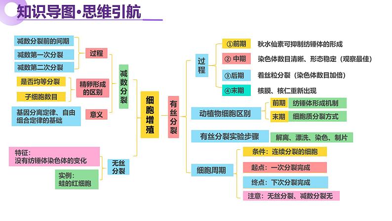 第05讲 细胞的增殖和减数分裂（课件）-2025年高考生物二轮复习（新高考通用）第5页