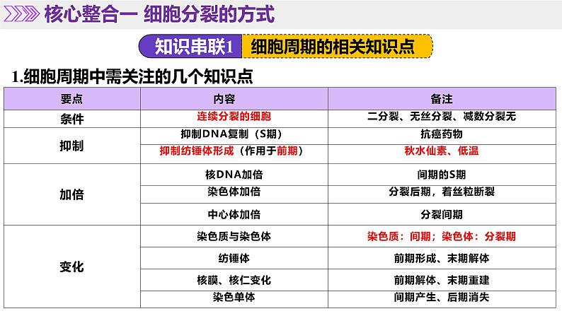 第05讲 细胞的增殖和减数分裂（课件）-2025年高考生物二轮复习（新高考通用）第7页