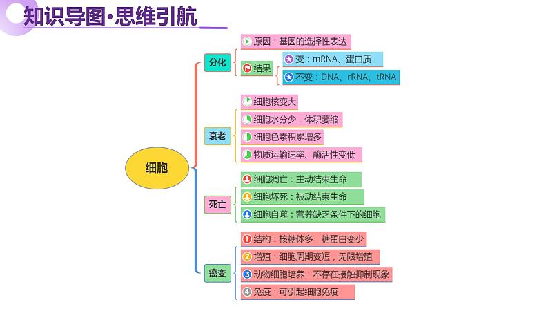 第06讲 细胞的分化、衰老、死亡和癌变（课件）-2025年高考生物二轮复习（新高考通用）第5页