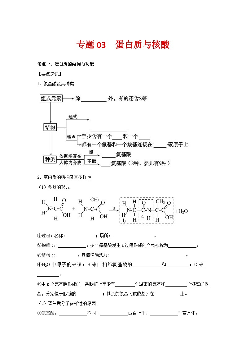 专题03 蛋白质与核酸(教师版)第1页