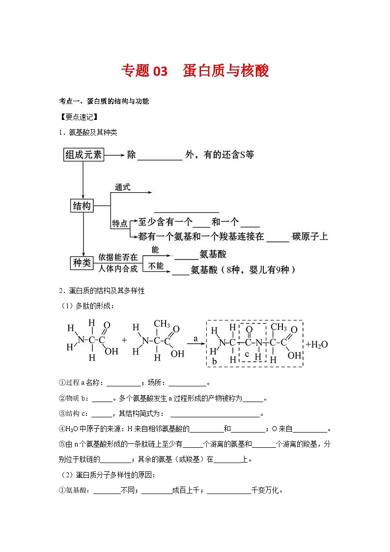 专题03 蛋白质与核酸(学生版)第1页