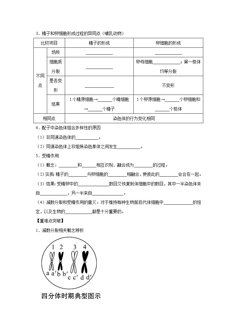 专题11_减数分裂与受精作用(教师版)第2页