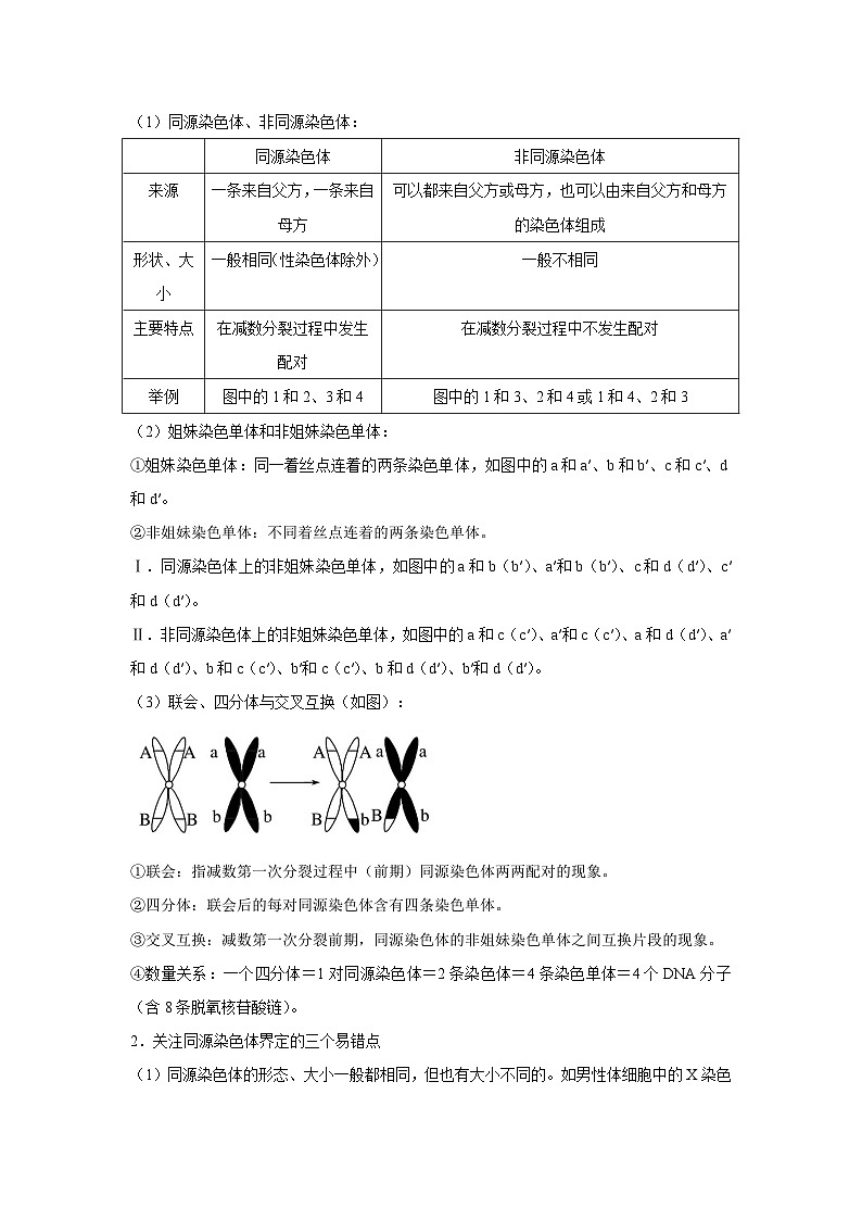 专题11_减数分裂与受精作用(教师版)第3页