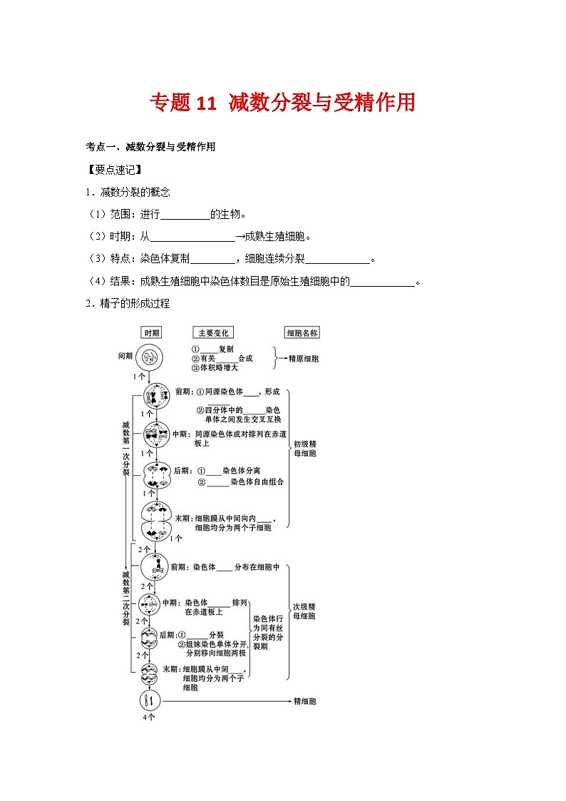 专题11_减数分裂与受精作用(学生版)第1页
