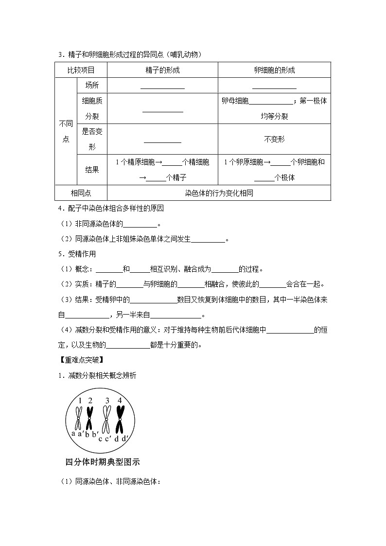 专题11_减数分裂与受精作用(学生版)第2页