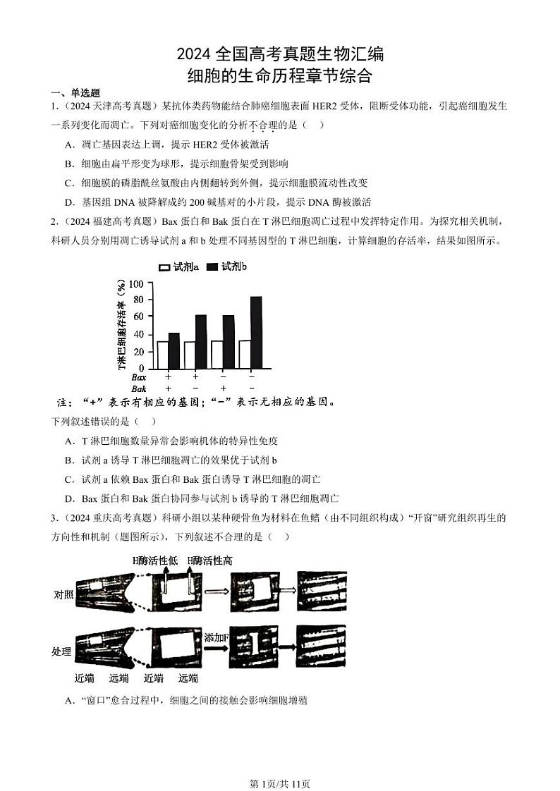 2024全国高考真题生物汇编：细胞的生命历程章节综合第1页