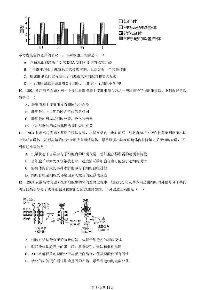 2024全国高考真题生物汇编：细胞的生命历程章节综合第3页