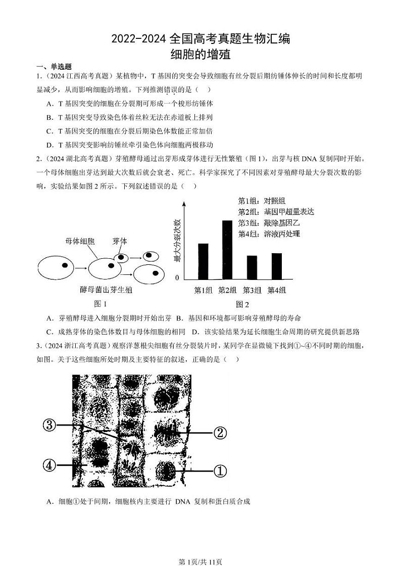 2022-2024全国高考真题生物汇编：细胞的增殖第1页