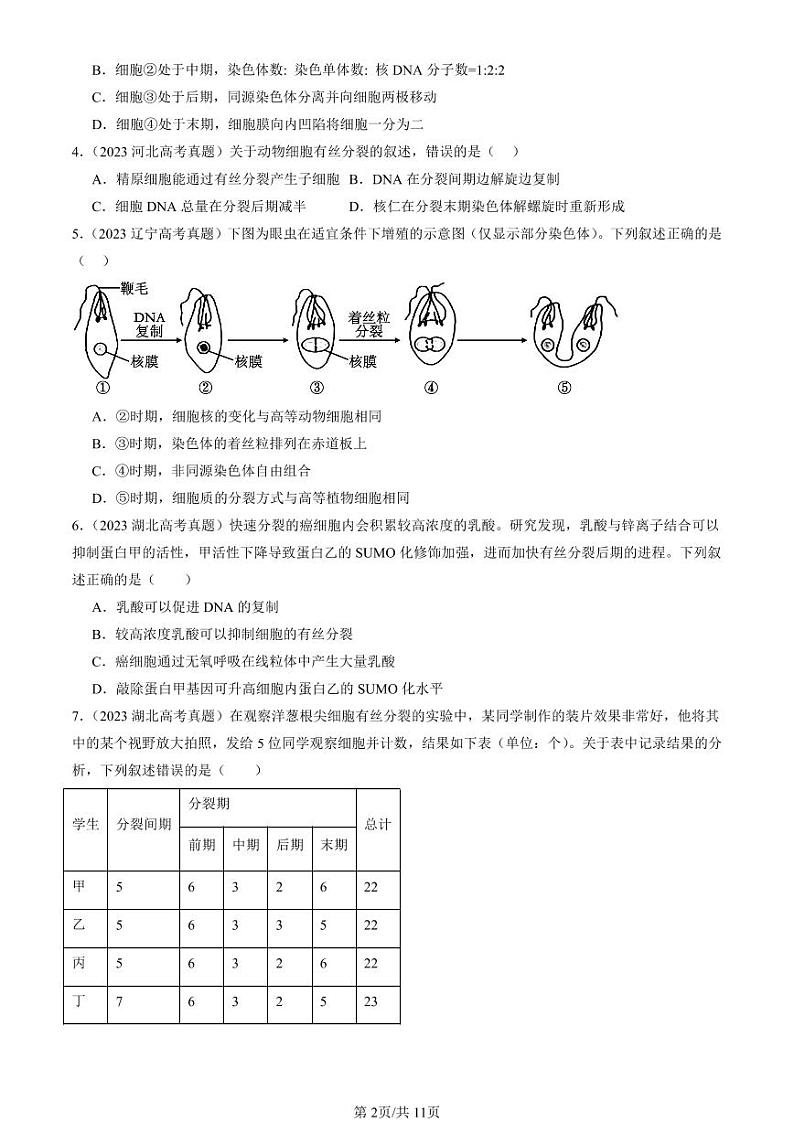 2022-2024全国高考真题生物汇编：细胞的增殖第2页