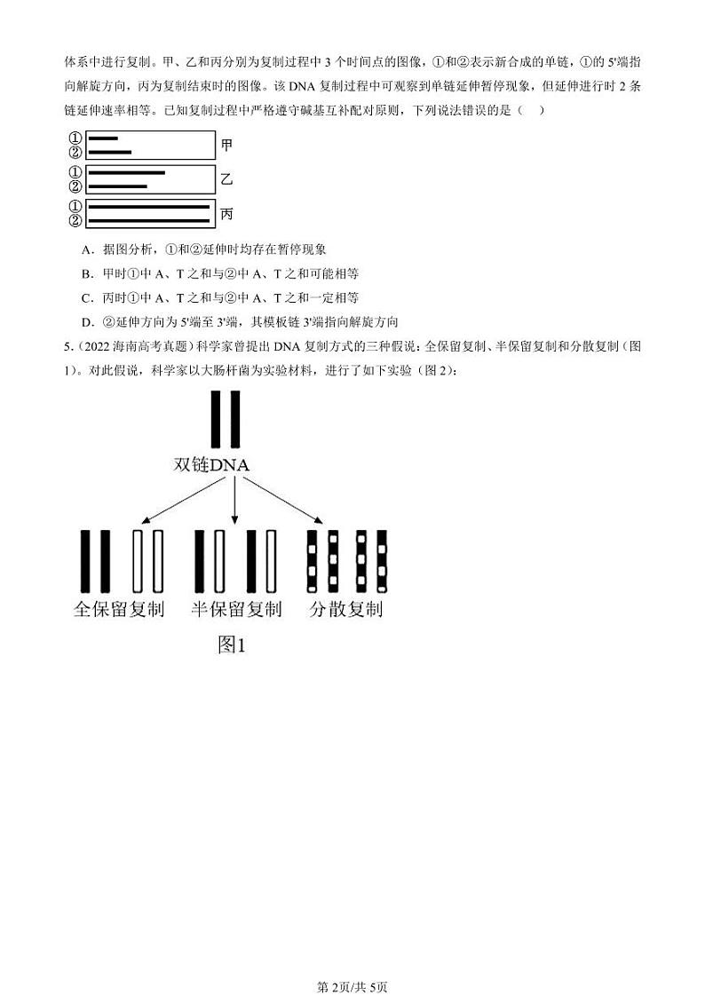 2022-2024全国高考真题生物汇编：DNA的复制第2页
