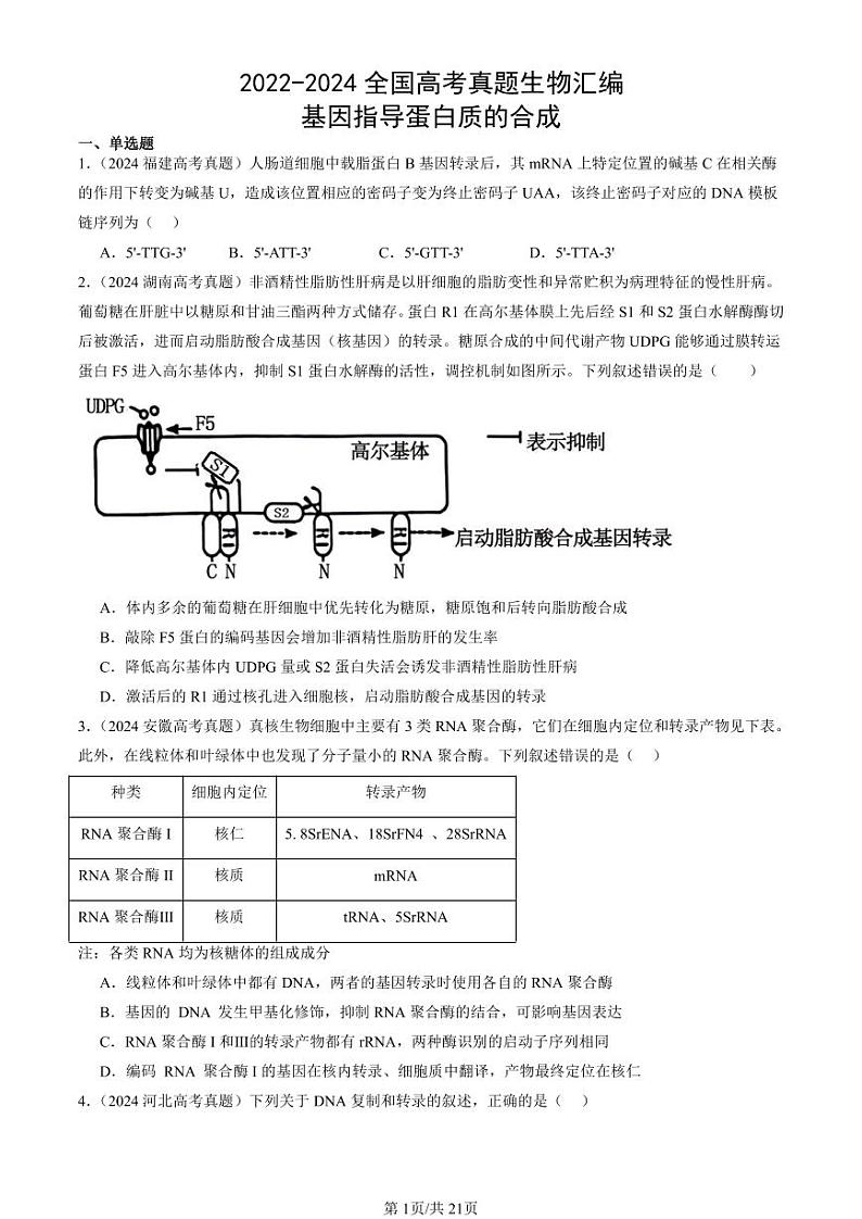2022-2024全国高考真题生物汇编：基因指导蛋白质的合成第1页