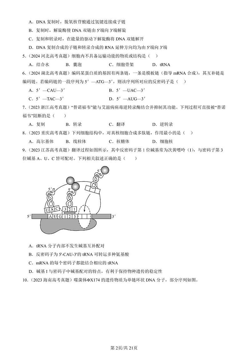 2022-2024全国高考真题生物汇编：基因指导蛋白质的合成第2页