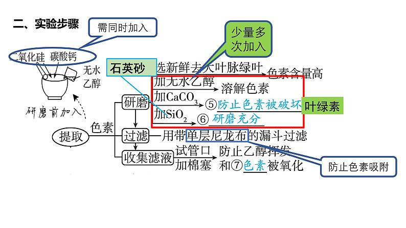 第09讲 捕获光能的色素和光合作用的过程-【高考一轮】备战2025年高考生物一轮复习精优课件第5页