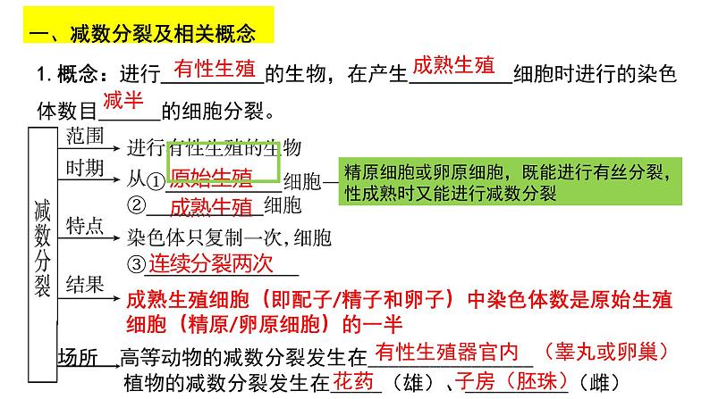 第11讲 减数分裂与受精作用-【高考一轮】备战2025年高考生物一轮复习精优课件第4页