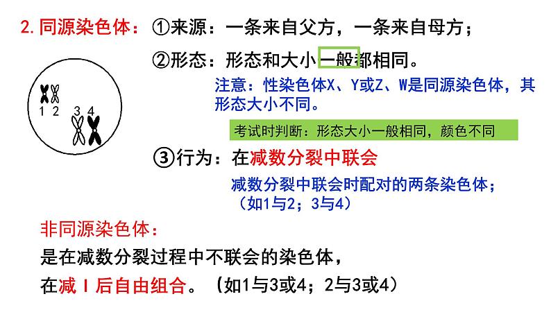 第11讲 减数分裂与受精作用-【高考一轮】备战2025年高考生物一轮复习精优课件第5页