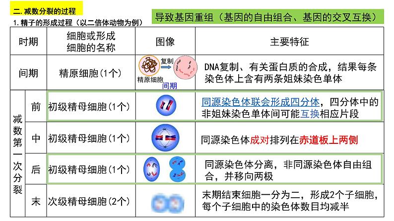 第11讲 减数分裂与受精作用-【高考一轮】备战2025年高考生物一轮复习精优课件第8页